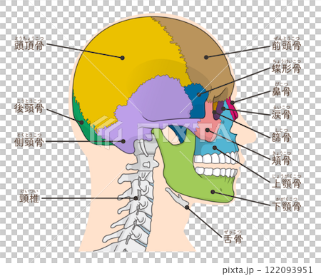 頭蓋骨のイラスト Skull illustration 頭蓋骨のイラスト Skull illustration 122093951