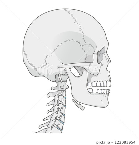 頭蓋骨のイラスト Skull illustration 122093954