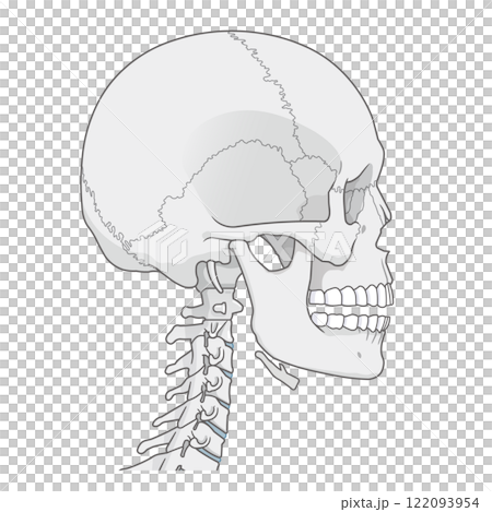 頭蓋骨のイラスト Skull illustration 122093954