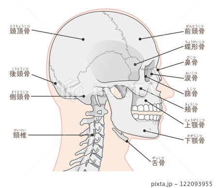 頭蓋骨のイラスト Skull illustration 122093955