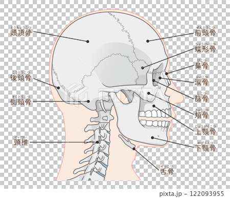 頭骨圖 122093955