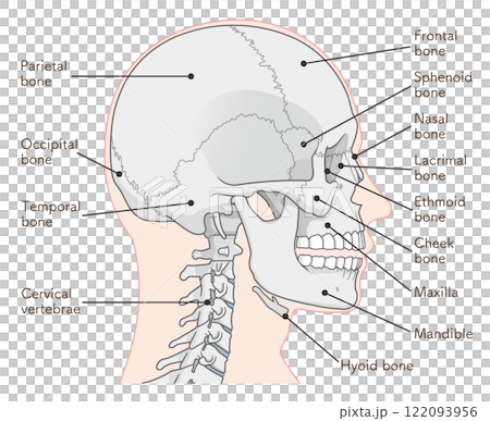 Skull illustration Skull illustration 122093956
