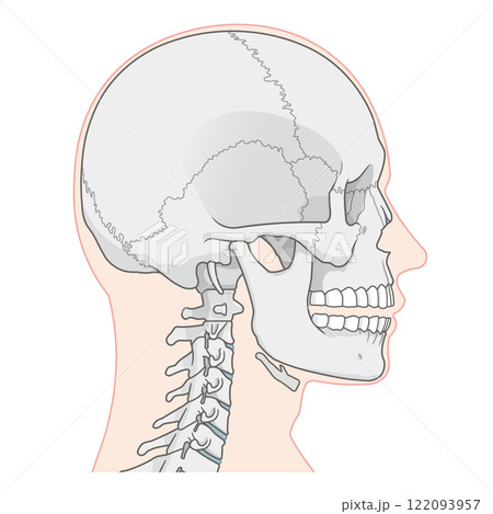 頭蓋骨のイラスト Skull illustration 頭蓋骨のイラスト Skull illustration 122093957