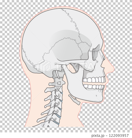 Skull illustration 122093957