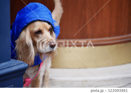 A fashionable and stylish dog wearing a raincoat stands by the doorway 122093981