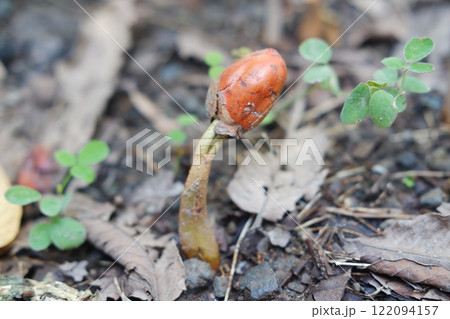 Close-up photo of durian seedlings growing in the ground 122094157