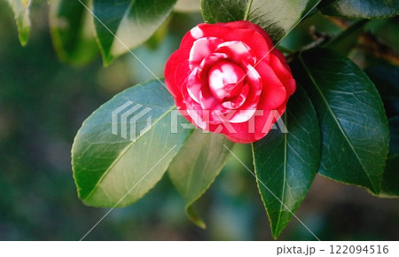 コピースペース：斑入りの花びらの菊冬至（きくとうじ）という椿 122094516