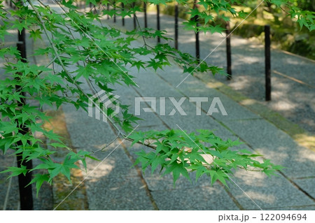 初夏の光明寺の参道 初夏の光明寺の参道 122094694