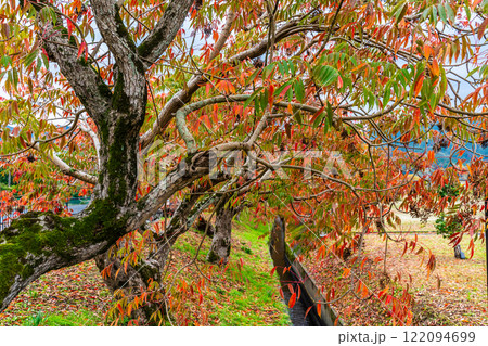 柳坂曽根の櫨並木の紅葉【福岡県久留米市】 122094699