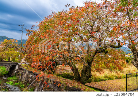 柳坂曽根の櫨並木の紅葉【福岡県久留米市】 122094704
