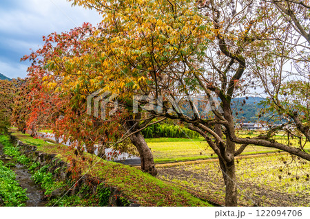 柳坂曽根の櫨並木の紅葉【福岡県久留米市】 122094706