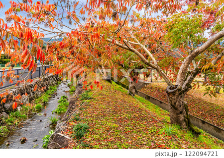 柳坂曽根の櫨並木の紅葉【福岡県久留米市】 柳坂曽根の櫨並木の紅葉【福岡県久留米市】 122094721