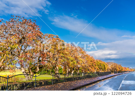 柳坂曽根の櫨並木の紅葉【福岡県久留米市】 122094726