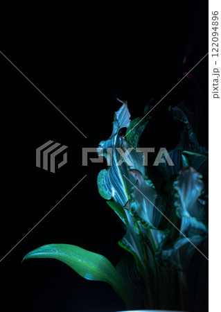 暗闇に浮かび上がる緑葉の植物アート写真 暗闇に浮かび上がる緑葉の植物アート写真 122094896