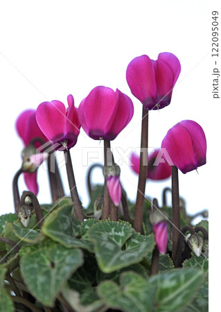 エレガントな赤色のシクラメン ( fix撮影 ) 122095049