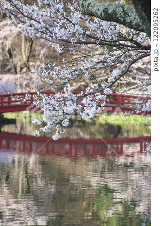 臥竜公園の桜・がりゅうこうえん（長野県・須坂市） 122095262
