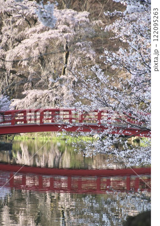 臥竜公園の桜・がりゅうこうえん（長野県・須坂市） 122095263