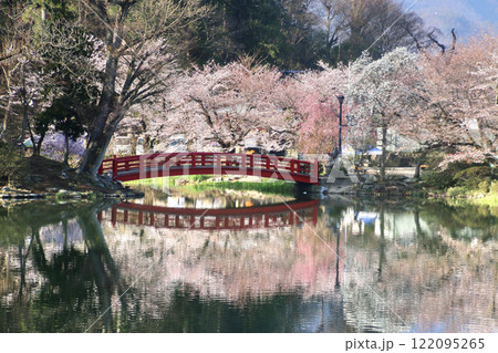 臥竜公園の桜・がりゅうこうえん(長野県・須坂市) 臥竜公園の桜・がりゅうこうえん(長野県・須坂市) 122095265