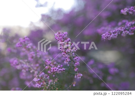 ジャノメエリカの花がピンク色の花を咲かせています。学名はErica canaliculataです 122095284