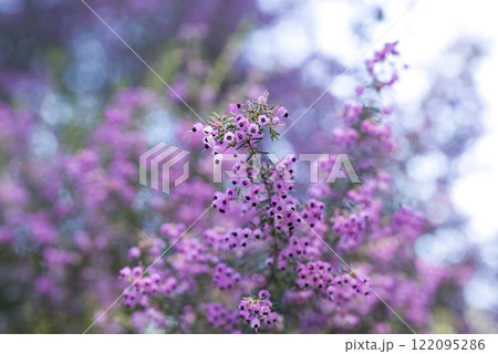 ジャノメエリカの花がピンク色の花を咲かせています。学名はErica canaliculataです ジャノメエリカの花がピンク色の花を咲かせています。学名はErica canaliculataです 122095286