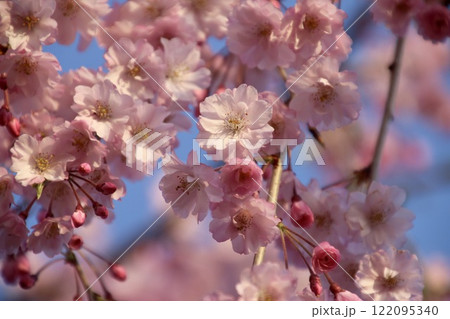 大河津分水の桜並木（新潟県・燕市） 122095340