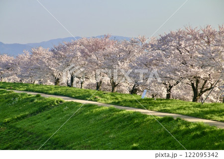 大河津分水の桜並木（新潟県・燕市） 122095342