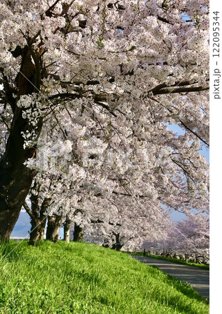 大河津分水の桜並木（新潟県・燕市） 122095344