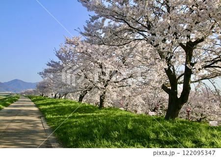 大河津分水の桜並木（新潟県・燕市） 122095347