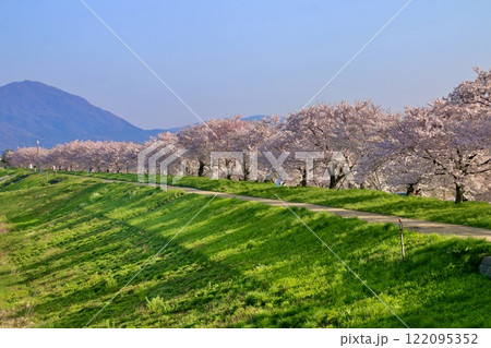 大河津分水の桜並木（新潟県・燕市） 122095352