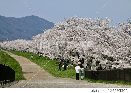 大河津分水の桜並木（新潟県・燕市） 122095362