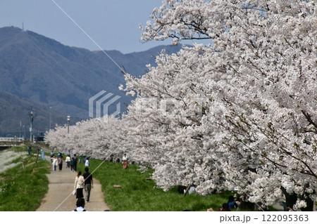 大河津分水の桜並木(新潟県・燕市) 大河津分水の桜並木(新潟県・燕市) 122095363