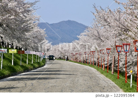 大河津分水の桜並木（新潟県・燕市） 122095364