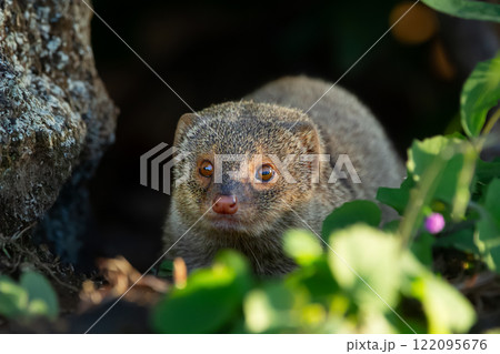 Invasive species Small Asian mongoose hides in the garden. Invasive species Small Asian mongoose hides in the garden. 122095676