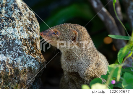 Invasive species Small Asian mongoose hides in the garden. Invasive species Small Asian mongoose hides in the garden. 122095677