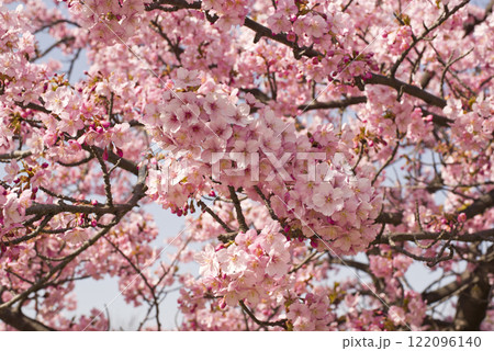 青空の下にカワヅザクラ（河津桜）の花が咲いています。 122096140