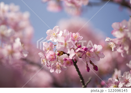 青空の下にカワヅザクラ（河津桜）の花が咲いています。 122096145