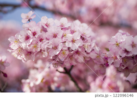 青空の下にカワヅザクラ（河津桜）の花が咲いています。 122096146