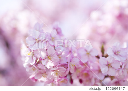 青空の下にカワヅザクラ（河津桜）の花が咲いています。 122096147