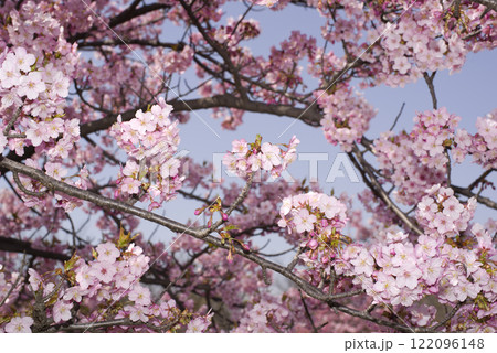 青空の下にカワヅザクラ（河津桜）の花が咲いています。 122096148