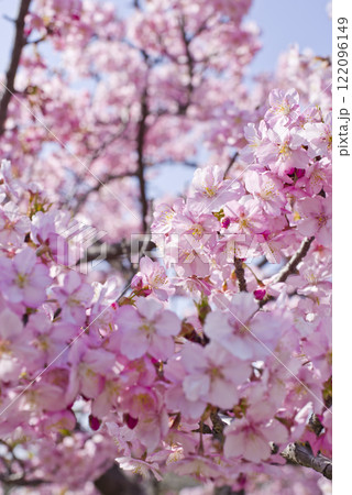 青空の下にカワヅザクラ（河津桜）の花が咲いています。 122096149