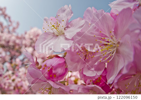 青空の下にカワヅザクラ（河津桜）の花が咲いています。 122096150