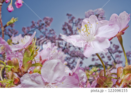 青空の下にカワヅザクラ（河津桜）の花が咲いています。 122096155
