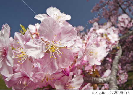 青空の下にカワヅザクラ(河津桜)の花が咲いています。 青空の下にカワヅザクラ(河津桜)の花が咲いています。 122096158
