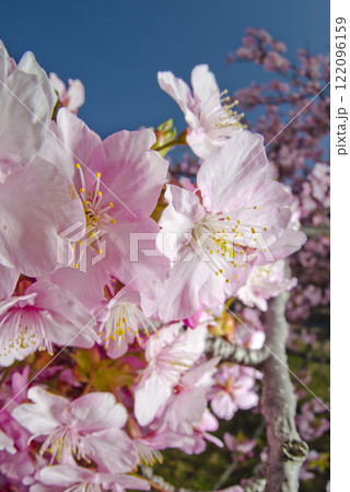 青空の下にカワヅザクラ(河津桜)の花が咲いています。 青空の下にカワヅザクラ(河津桜)の花が咲いています。 122096159