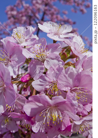 青空の下にカワヅザクラ（河津桜）の花が咲いています。 122096163
