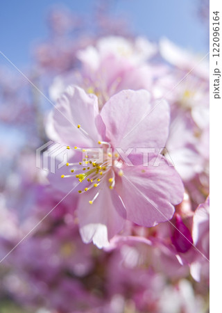 青空の下にカワヅザクラ(河津桜)の花が咲いています。 青空の下にカワヅザクラ(河津桜)の花が咲いています。 122096164