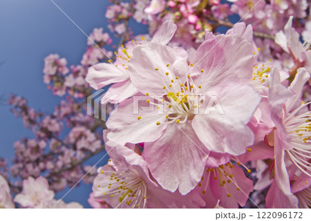 青空の下にカワヅザクラ（河津桜）の花が咲いています。 122096172