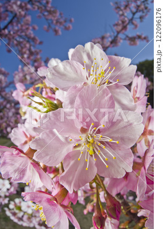 青空の下にカワヅザクラ（河津桜）の花が咲いています。 122096176