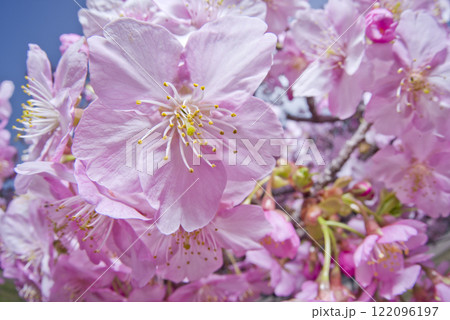 カワヅザクラ（河津桜）の花のクローズアップ写真です。 122096197