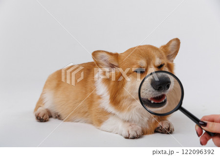 Corgi dog with a magnifying glass exploring and examining, curious expression on face 122096392